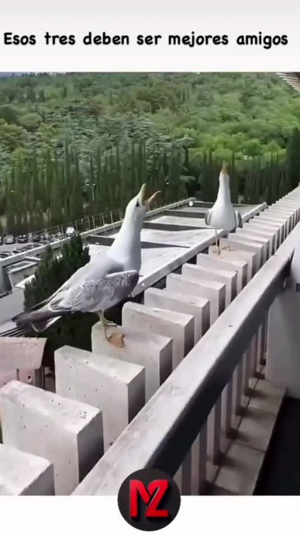 #humor #paratiiiiiiiiiiiiiiiiiiiiiiiiiiiiiii #humor #paratiii